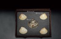  西周·虎斑海贝币、原始染色扇贝币一组五枚