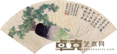 萝卜 扇片框 设色纸本 --