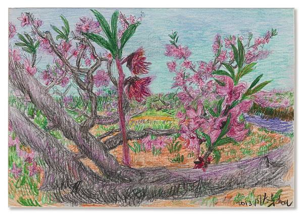  2013年作 桃花 彩色铅笔纸本