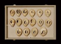  商·中期大型孔式贝币（货贝）一组（苗）十六枚