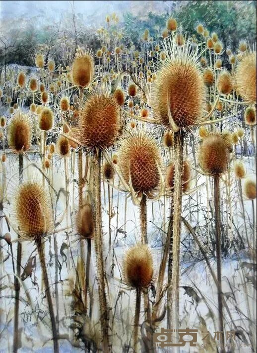 《起绒草》 Rukiye Garip（土耳其） 76x55cm