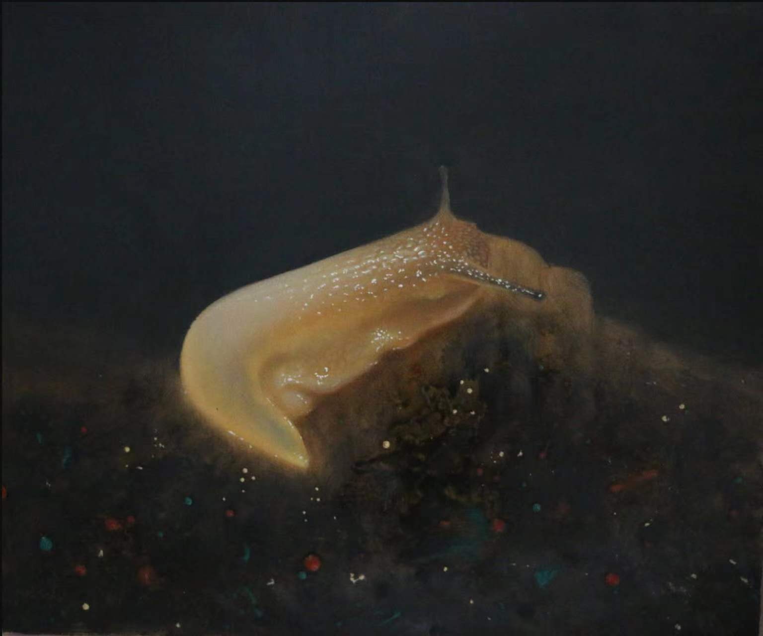 动物