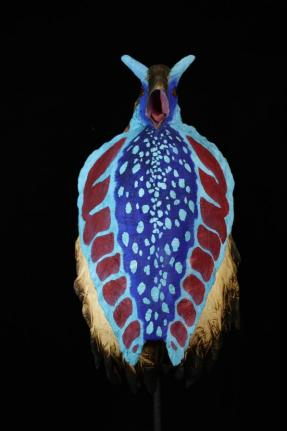 目瑙纵歌——红腹角雉