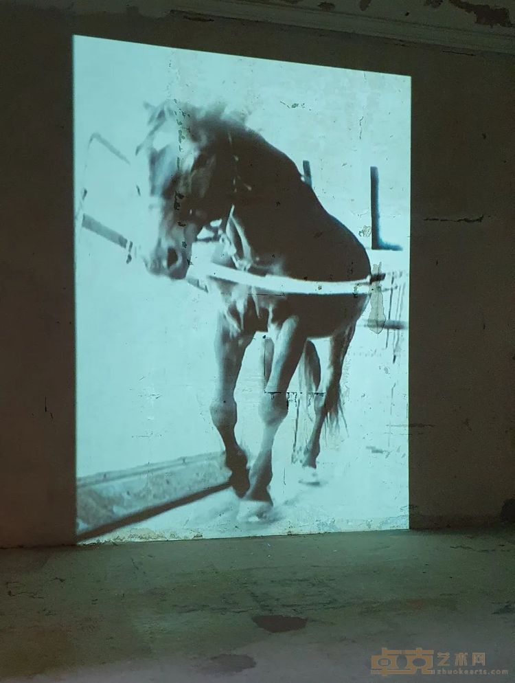 《马》，投影仪、高清播放器、2个扬声器，9’，300 × 250 cm，2013